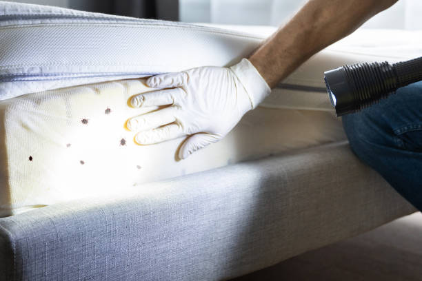 Best Termite Control Services  in Pevely, MO