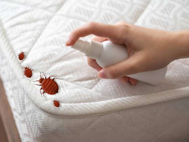 Best Wasp Removal Services  in Pevely, MO